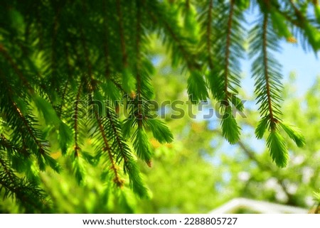 Fresh growing fir twig sprouts on a sunny day. Stock Photo