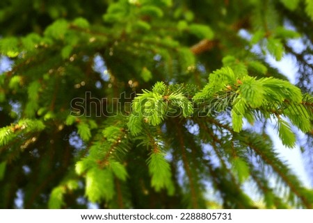 Fresh growing fir twig sprouts on a sunny day. Stock Photo