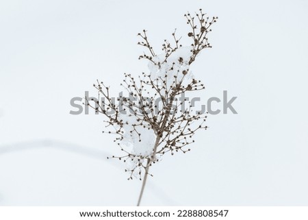 Dry flower with ice on a winter day, close up outdoor photo with selective soft focus, natural background