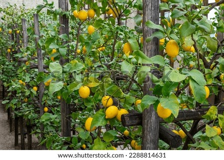 Lemon trees garden with growing yellow lemons in Limone sul Garda Royalty-Free Stock Photo #2288814631