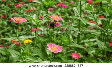 Tenggarong, Indonesia 14 04 2023, besides being used as an ornamental plant, calendula is also useful for health and beauty
