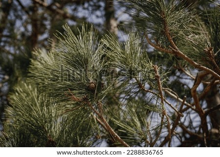 Ponderosa pine tree needles and cones in morning spring sunlight up north in Wisconsin