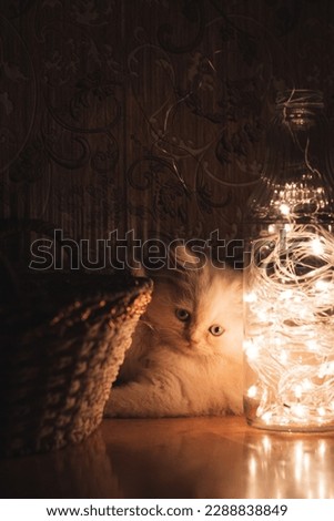 triple coated white Persian cat posing with fairy lights on brown surface with brown textured background  