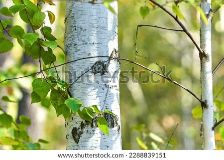 Young white birch with green leaves on a branch. Royalty-Free Stock Photo #2288839151