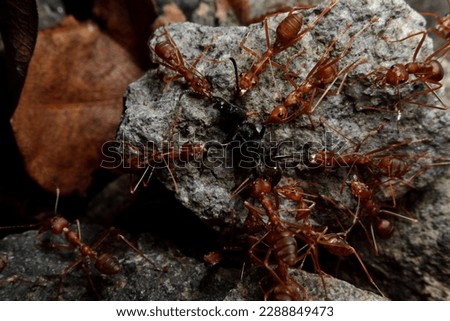 A Group of Red Ants or Rangrang