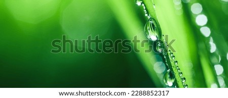 Fresh spring grass covered with morning dew drops. Vibrant colors with shallow dof and shiny water droplets. Showing freshness of spring, environmentally conscious, or other nature backgrounds. Royalty-Free Stock Photo #2288852317