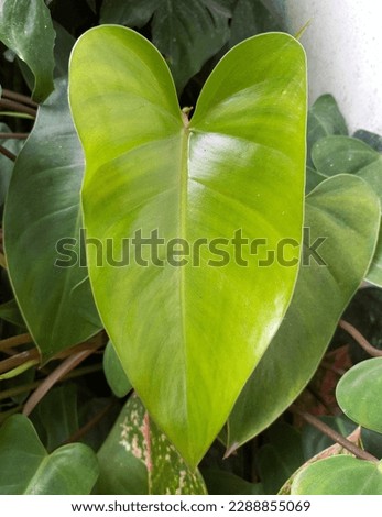 ornamental taro leaves are still young green