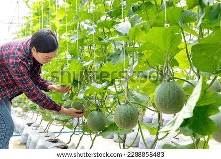 The beautiful woman looking at and holding green melons in a greenhouse organic melon farm.