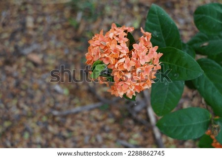 Orange flowers of Ixora are growing in a pot on the morning in the garden for selective focus.Environmental and natural concept.