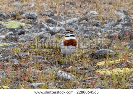 A Double-banded Plover in New Zealand