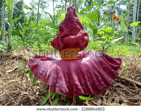 This flower has a large size and contrasting colors, with strange and amazing shapes. This plant comes from Sumatra and only blooms for a few days a year, so its existence is very rare and hard to find Royalty-Free Stock Photo #2288866803