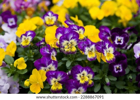 These are the pansies that bloomed in the garden. Royalty-Free Stock Photo #2288867091