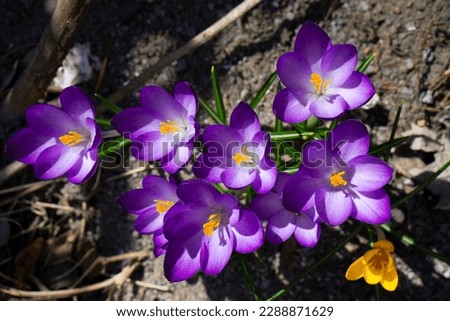 Spring crocus flowers in garden. First crocuses on sunny morning. Yellow and purple crocus or safron flowers.  Royalty-Free Stock Photo #2288871629