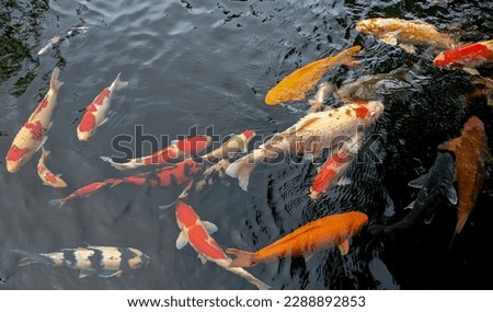 koi fish and gold carps swim quietly in the pond that is their habitat