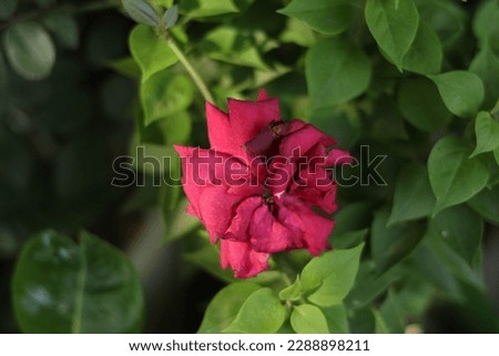 Image of Rose in the garden, rose picture