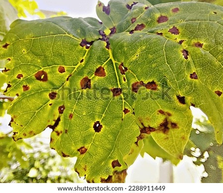 This picture shows fungal disease of grapes. This fungal disease is called anthracnose of grapes.