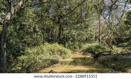 The dirt road for safari is flooded. There is lush green jungle vegetation on the roadsides. Reflection in the water of a puddle. Blue sky. India. Ranthambore National Park
