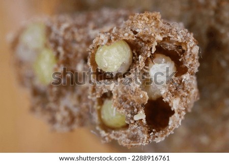 Biscuit, drugstore or bread beetle (Stegobium paniceum) larvae stored product pest in muesli.