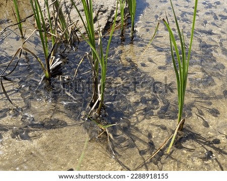 A flock of marsh brown frog tadpoles in the shallows of a clear alpine lake in the Swiss Alps and in area of the mountain Gotthard Pass (Gotthardpass), Airolo - Canton of Ticino (Tessin), Switzerland