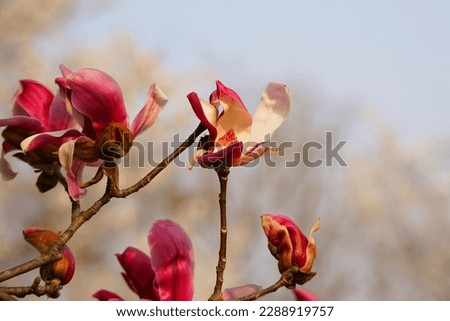 Beautiful red lily magnolia flower  view in the garden