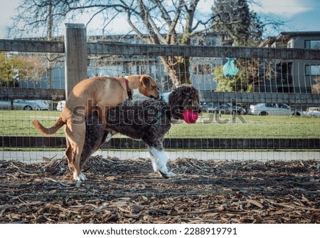 Female dog humps male dog at the dog park. Side view of female puppy mounting, bumping or grinding on unfixed male dog. Playtime or dominance. 1 year old harrier mix and 2 year old Aussiedoodle. Royalty-Free Stock Photo #2288919791