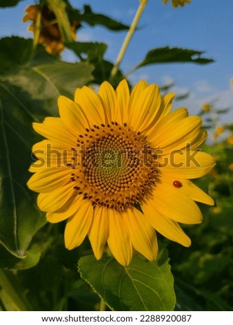 Most beautiful Sunflower field in the world. Beautiful nature. Best image of the year. High resolution images. Sunflower.