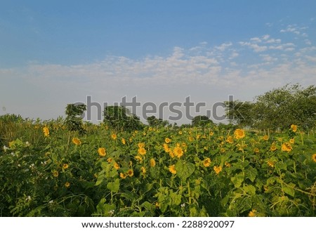 Most beautiful Sunflower field in the world. Beautiful nature. Best image of the year. High resolution images. Sunflower.