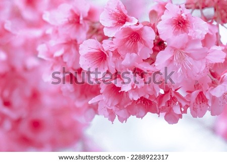 select focus,Soft pastel color,Beautiful cherry blossom (Sakura) blooming with fading into pastel pink sakura flower,full bloom a spring season in japan