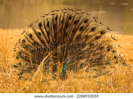 Indian peafowl male in full display