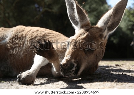 Kangaroo lying down and grooming