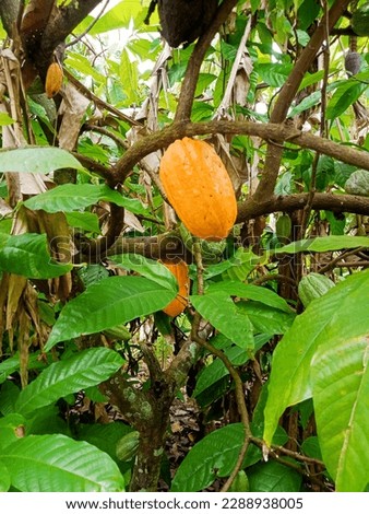 There are quite a lot of chocolate plants that are bearing fruit. Almost harvestable.