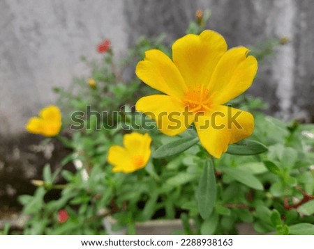 Ornamental plant Rose purslane (Krokot mawar) or yellow rose moss in the yard. A plant with the scientific name Portulaca