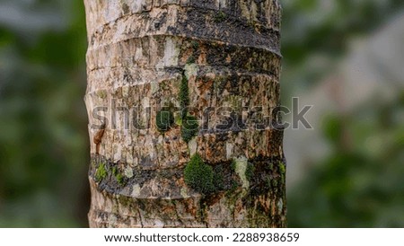 photo of the texture of a coconut tree trunk covered with green moss with a blurry background.