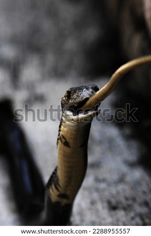 Cobra feeding time. The King Cobra snake devours small snakes.