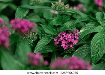 Pentas lanceolate purple flowers and green leaves in the garden. Natural floral background.