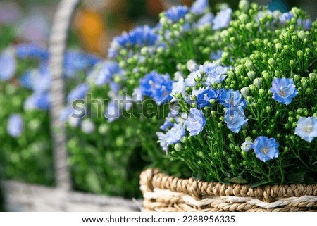 Beautiful blue flowers in wicker basket on blurred background, closeup