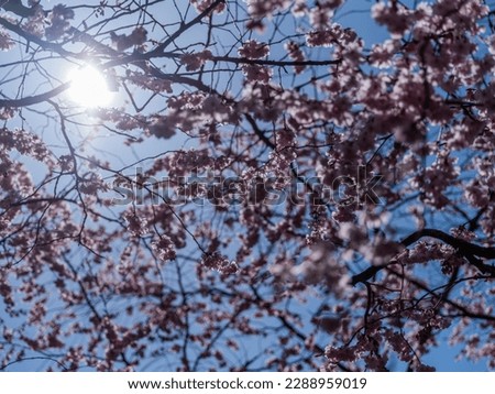 Cherry blossoms in Bispebjerg Cemetery - a Danish version of the Japanese sakura