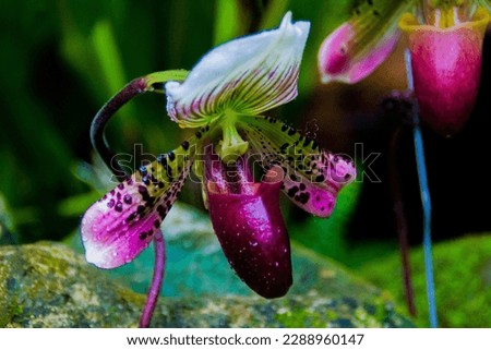 Paphiopedilum or Venus slipper orchids in Singapore botanic garden