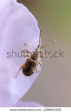 Very small weevil with a body length of about 4 to 5 mm (Lepidepistomodes griseoides), hanging on the plae violet Rhododendron flower petal. Close up nature macro photograh.
