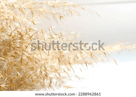 Dry reed in light pastel colors, reed seeds. Beige reed grass, pampas grass Royalty-Free Stock Photo #2288962861