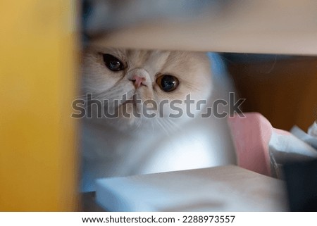 Photo of white and yellow dot Garfield cat relaxing at home, silly and cute, cute pets playing and resting at home, Garfield wearing Christmas decoration, feeling relaxed or tense