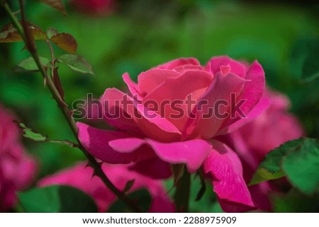 Close-up of a bright pink rose blossoms on a green blur background in the garden