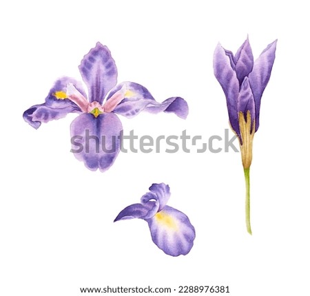 Set of hand drawn watercolor irises. Watercolor iris flower, bud and a petal. Isolated watercolor iris. Royalty-Free Stock Photo #2288976381