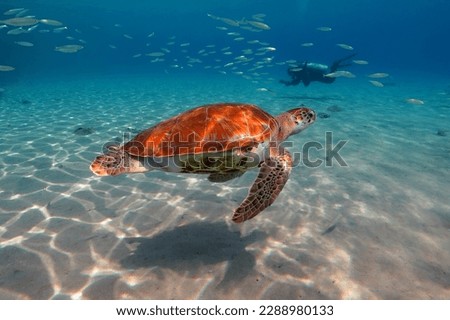 Swimming green sea turtle a and scuba diver photographer in the background. Tropical shallow sea with fish and turtle. Marine life and scuba diver, underwater photography.