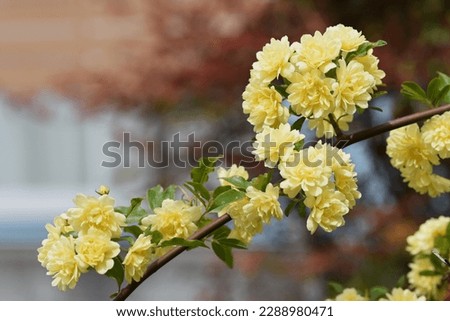 Banksia rose blossoms. Rosaceae evergreen vine shrub native to China. It has no thorns and is easy to care for. From April to May, yellow double flowers bloom on the fence of a house.