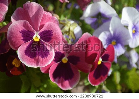 Beautiful pansy flowers on a sunny day. Stock Photo