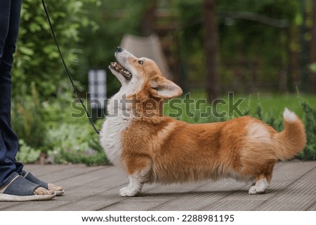 Corgi dog smiling and looking at the camera Royalty-Free Stock Photo #2288981195