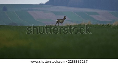 Roe deer, Capreolus capreolus. Roe deer on the Fields horizon at spring. Landscape of fields and meadows with  rooe deer. Countryside rural landscape.