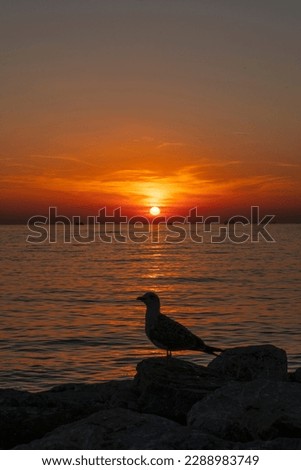 sunset landscape sky sun bird beautiful orange color beach sea skyline sky sunrise istanbul travel isolated