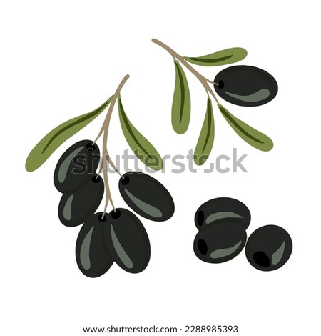 Vector hand drawn black ripe olives on a white background.